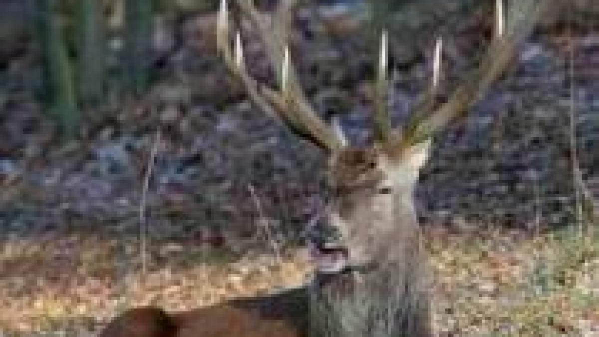 braconieri care au impuscat un cerb carpatin surprinsi in flagrant de jandarmi