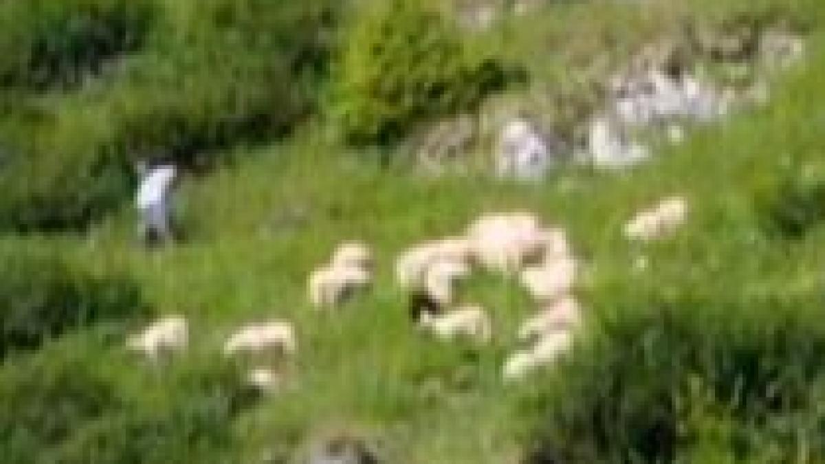 80 de oi au murit dupa ce o turma speriata de furtuna a cazut intr o rapa