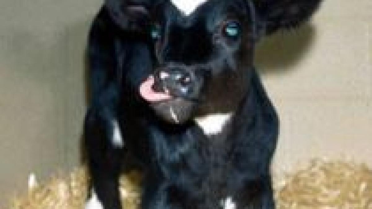 iranienii au reusit clonarea unui vitel