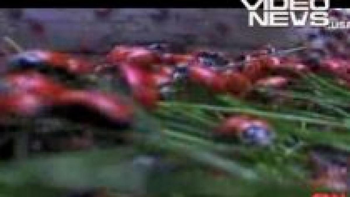 statul american colodado a fost invadat de buburuze video