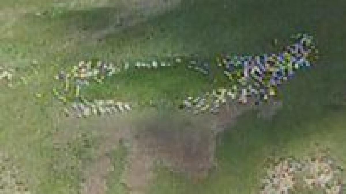 cosmarul ciobanilor din bucegi turmele de oi atacate de cinci ursi furiosi