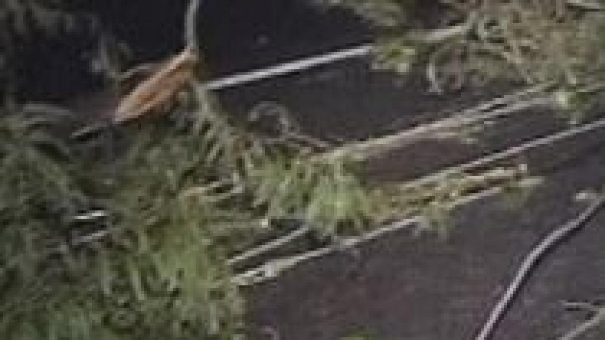 furtunile au ucis cinci oameni in nordul italiei