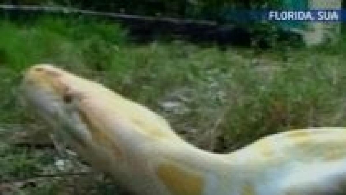 invazie de pitoni si serpi boa in florida localnicii sunt sfatuiti sa fie atenti