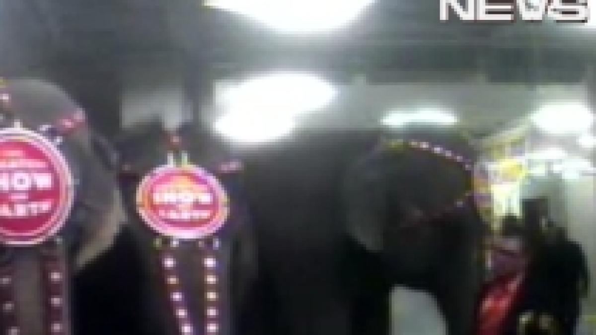 animale de la circ chinuite elefanti biciuiti inainte de spectacol video