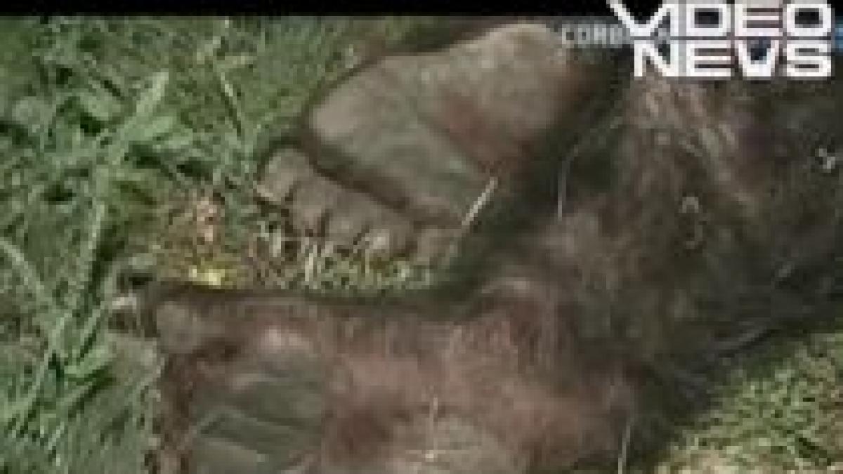 tragedie in arges un barbat a fost sfasiat de un urs video