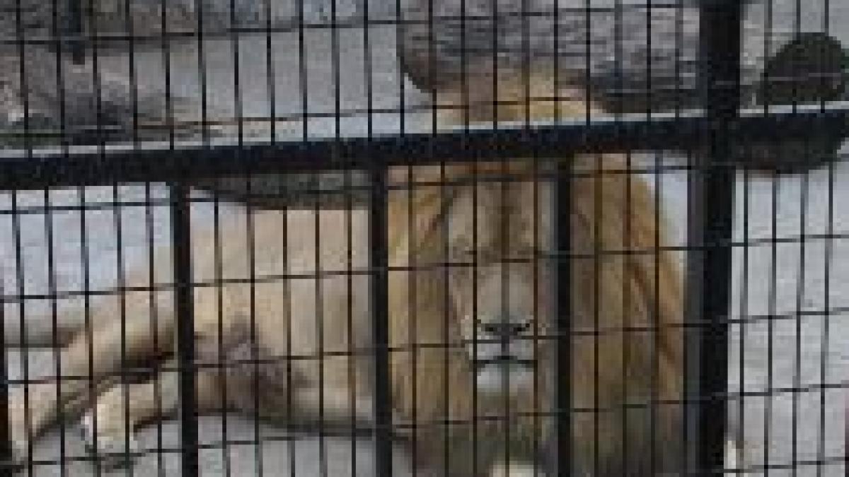 barbat atacat de un leu la gradina zoologica din brasov