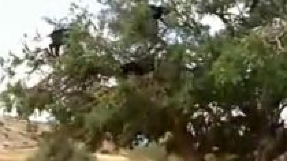 cum supravietuiesc caprele pe timp de criza mananca direct din copac video