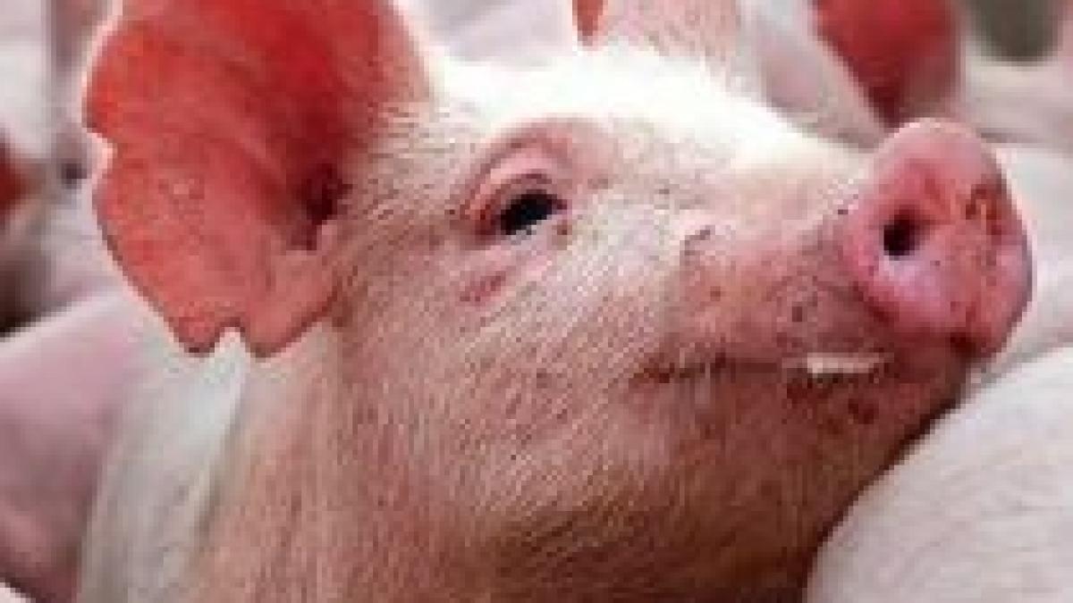 amenzile pentru vanzarea alimentelor expirate ar putea fi majorate de cateva zeci de ori