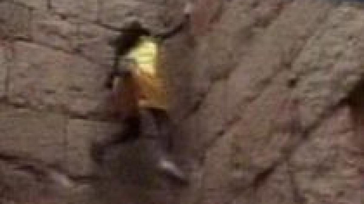 regele maimutelor exista e un indian care se catara pe orice cladire cu mainile goale video