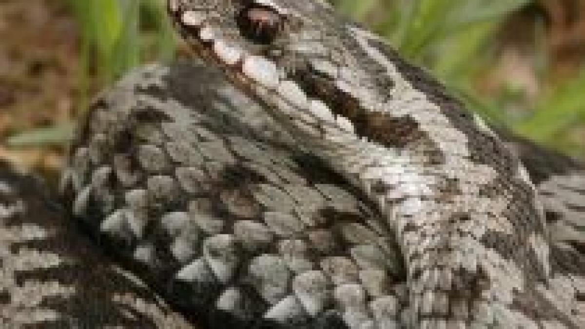 un baiat de 14 ani a fost muscat de o vipera in rezervatia gemenele din muntii retezat video