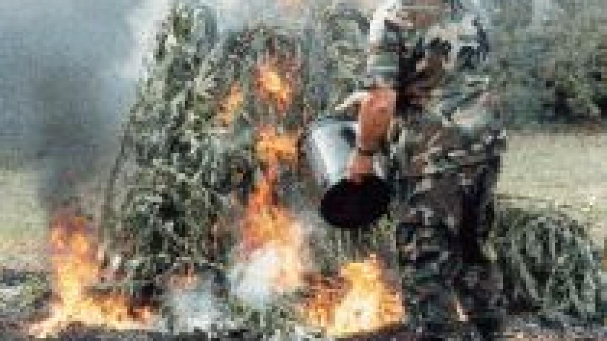 panama sase tone de marijuana si cocaina distruse prin incendiere