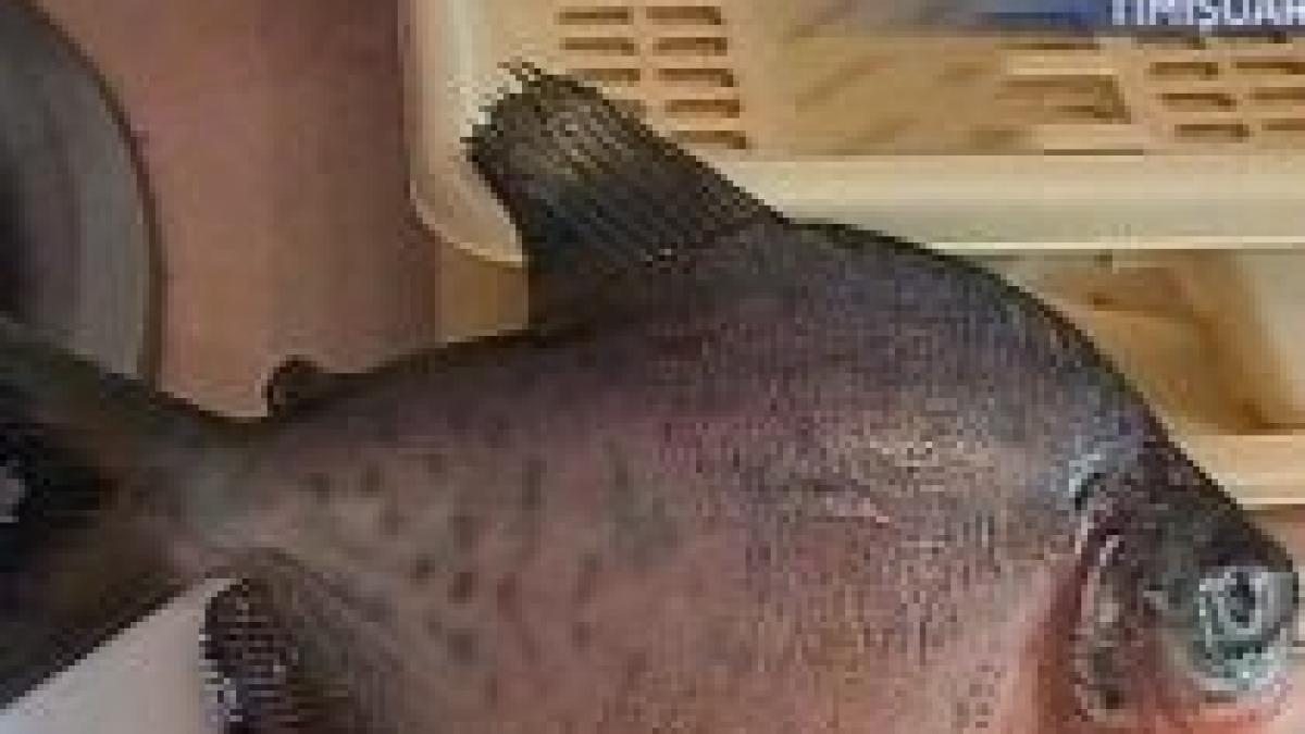 Un pescar amator a pescuit un piranha în apele râului Bega