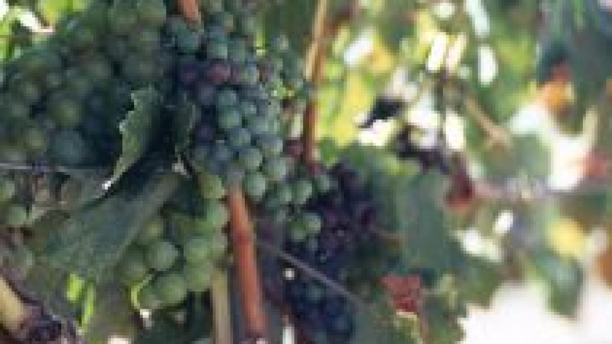 Partea plină a paharului. Vinul va fi mai mult şi mai bun datorită secetei