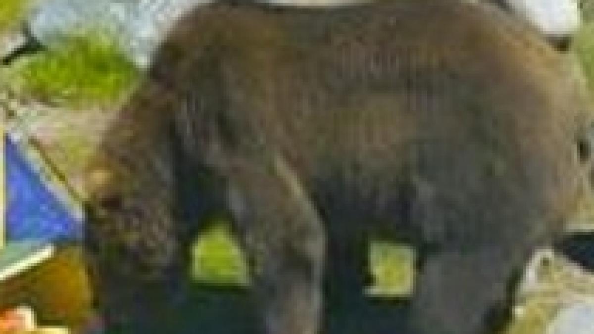 turist ceh atacat de un urs in apropierea statiunii busteni video