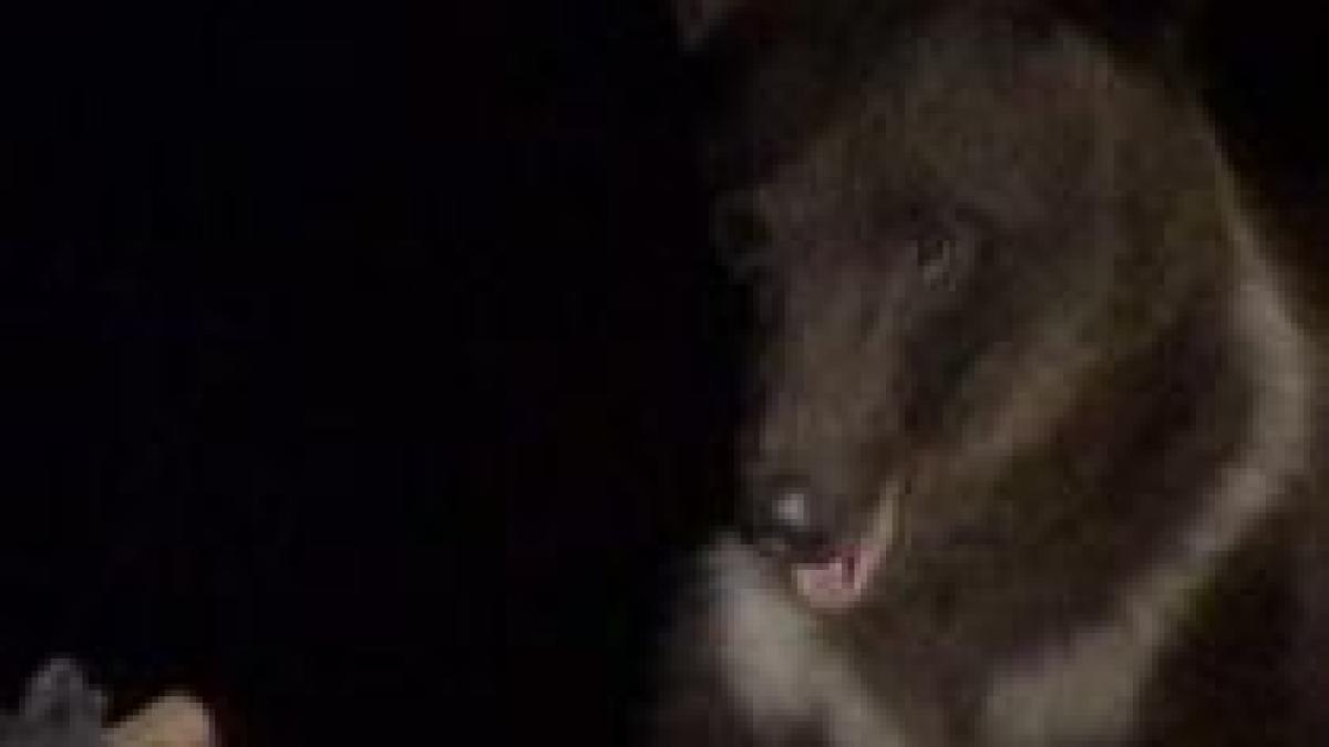 turist ceh atacat de urs la busteni barbatul s a luptat singur cu animalul video