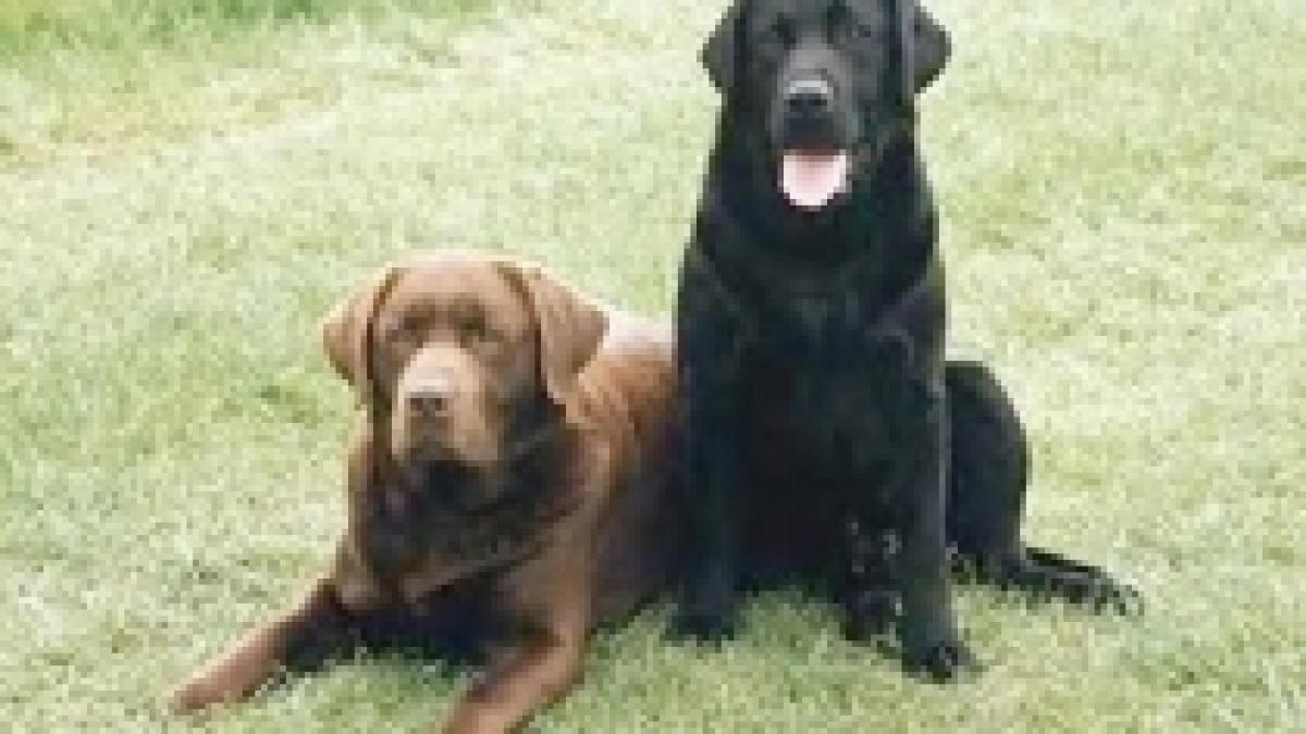 a tras mai multe focuri de arma intr un cartier din bucuresti pentru a imprastia o haita de caini