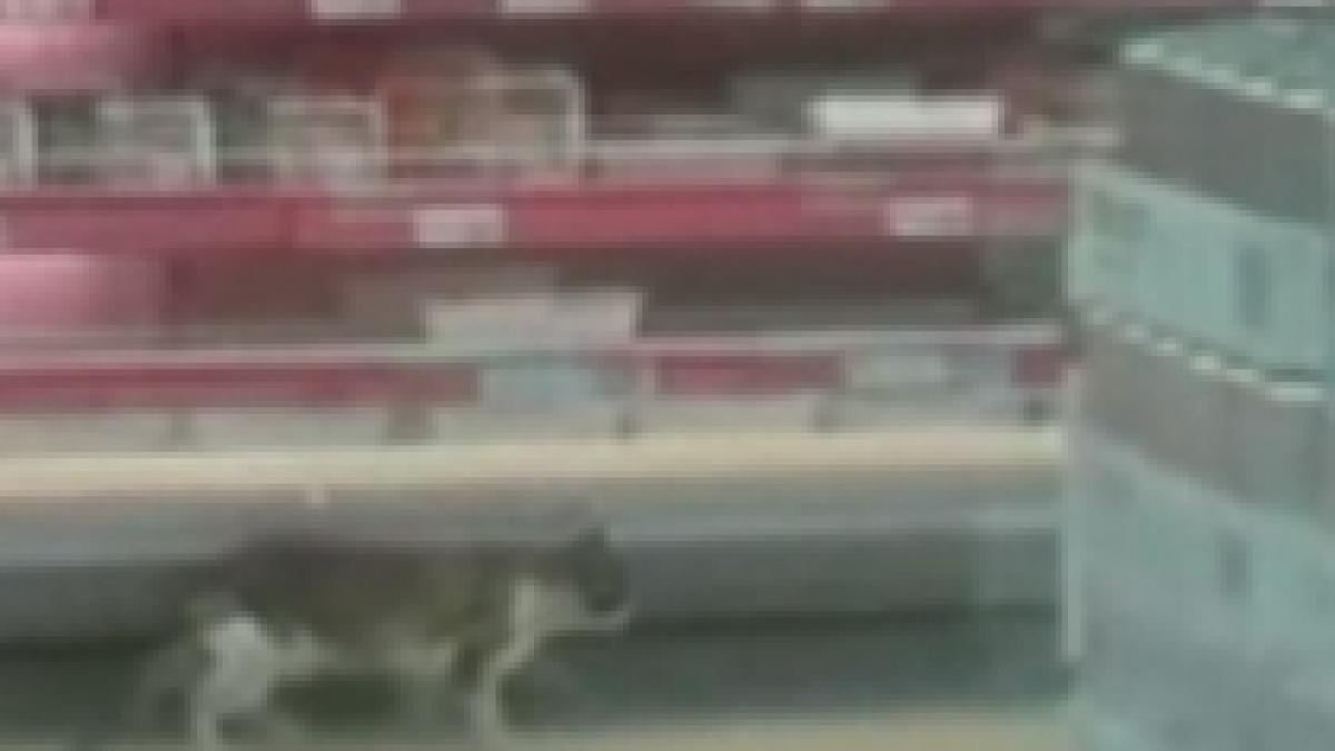 pisici la kaufland animalele mananca nestingherite de pe rafturi video