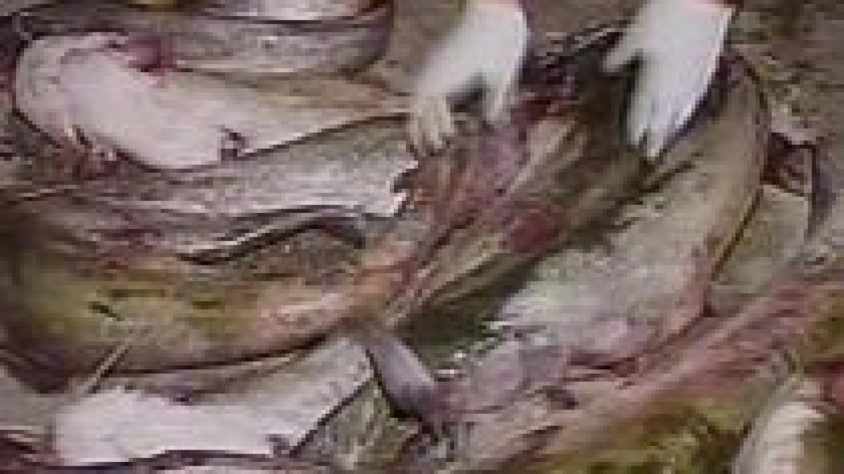 braconier oprit cu focuri de arma de politia de frontiera video