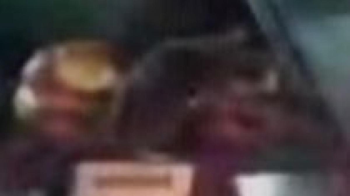 in bucuresti soarecii nu mananca din hypermarketuri aleg patiseriile video