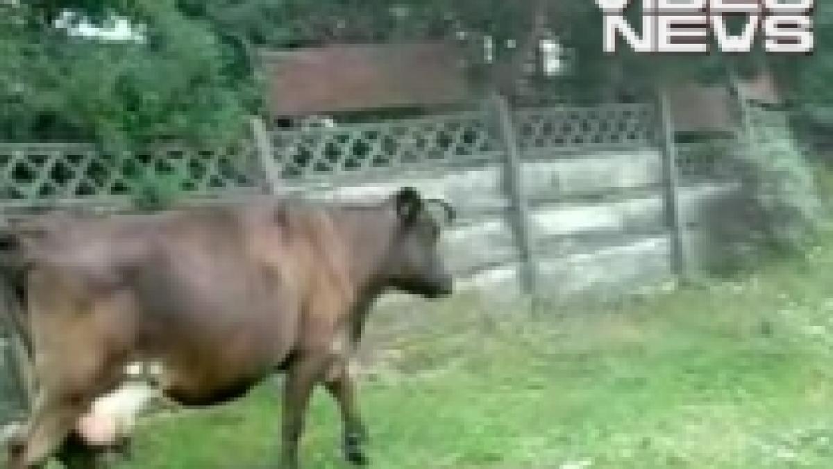 politia comunitara in actiune nu a fost lasat sa filmeze o vaca pe domeniul public video