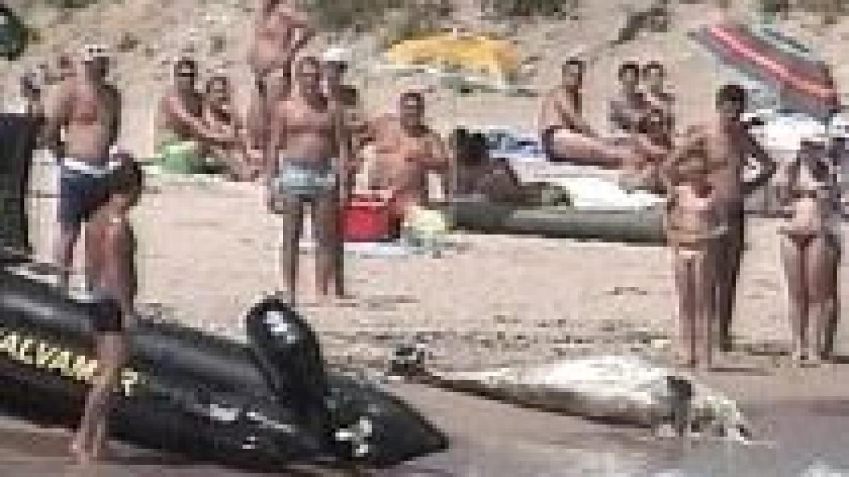 patru delfini gasiti morti in marea neagra unul dintre ei a fost prins in plasele de pescuit