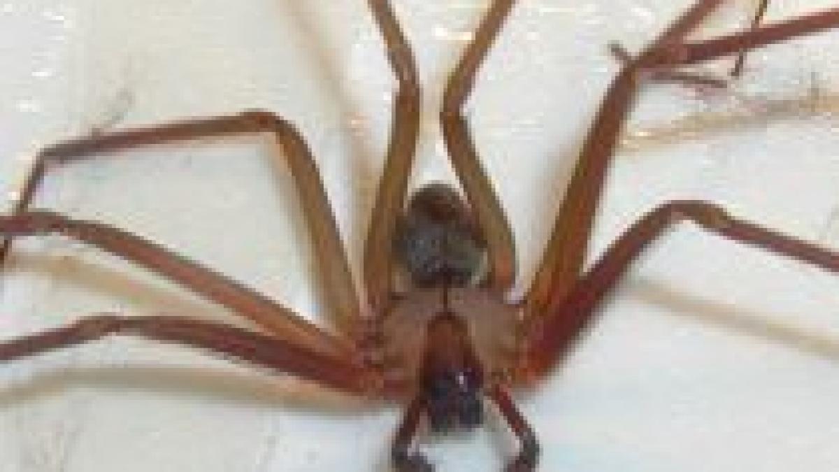 femeie din constanta in stare grava dupa ce a fost muscata de un paianjen video