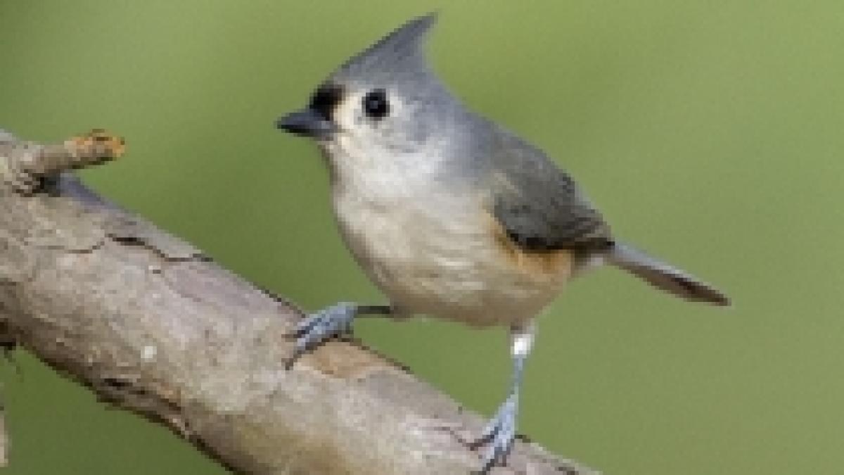 studiu pasarile se micsoreaza din cauza incalzirii globale