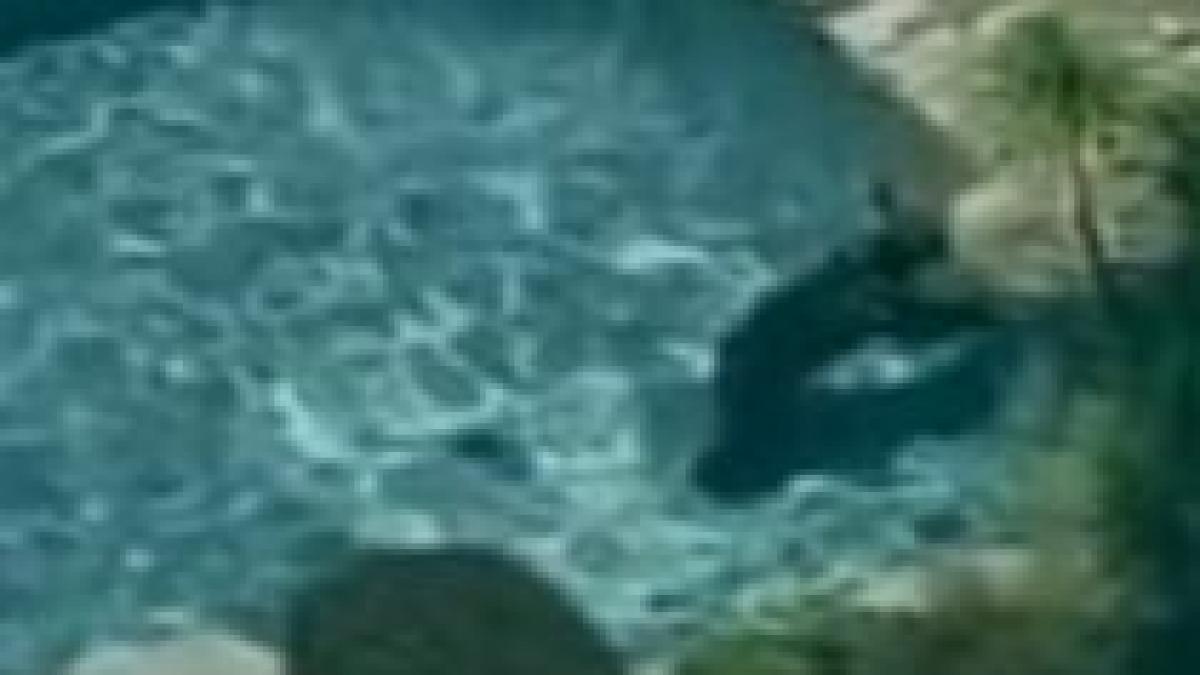 urs ratacit la scaldat intr o piscina din los angeles video