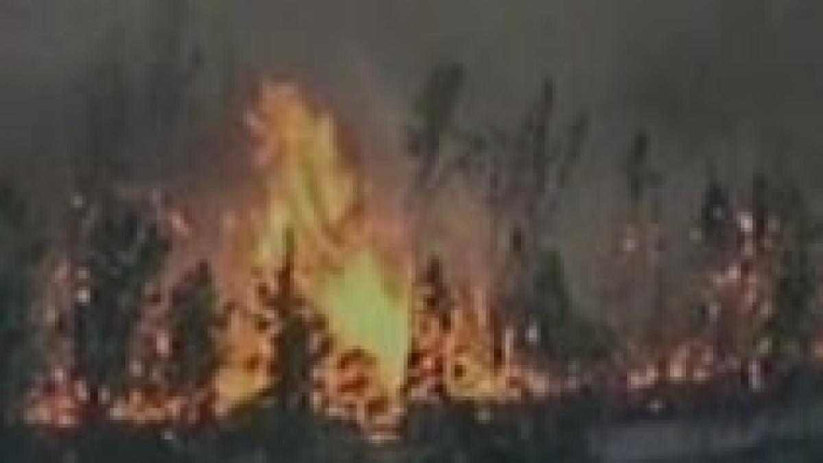 autoritatile californiene incendiul din los padres provocat de cultivatorii de marijuana