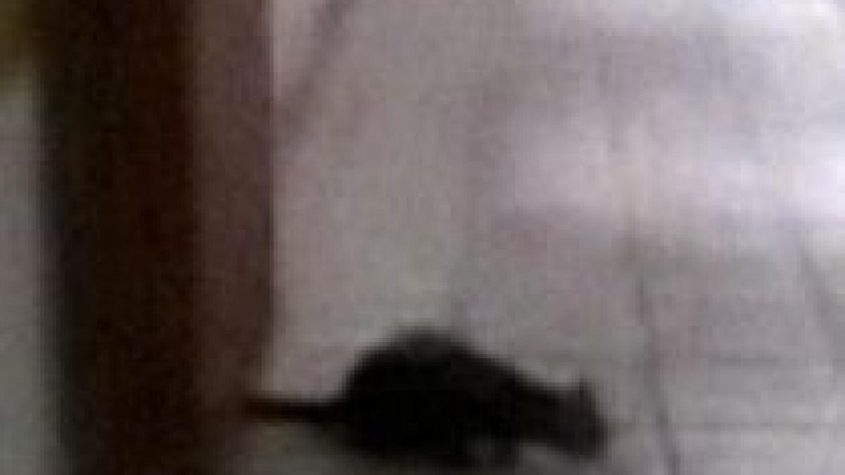 pacient neobisnuit o pisica se plimba nestingherita pe holurile unui spital din bucuresti video