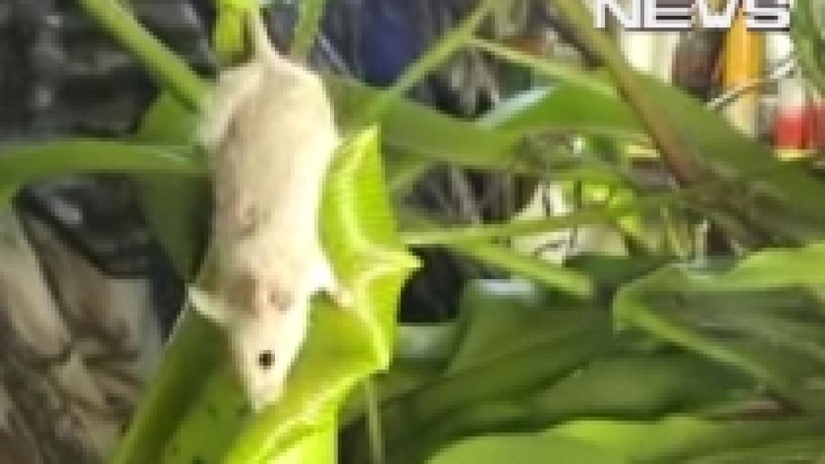 planta care mananca rozatoare descoperita de cercetatorii britanici video