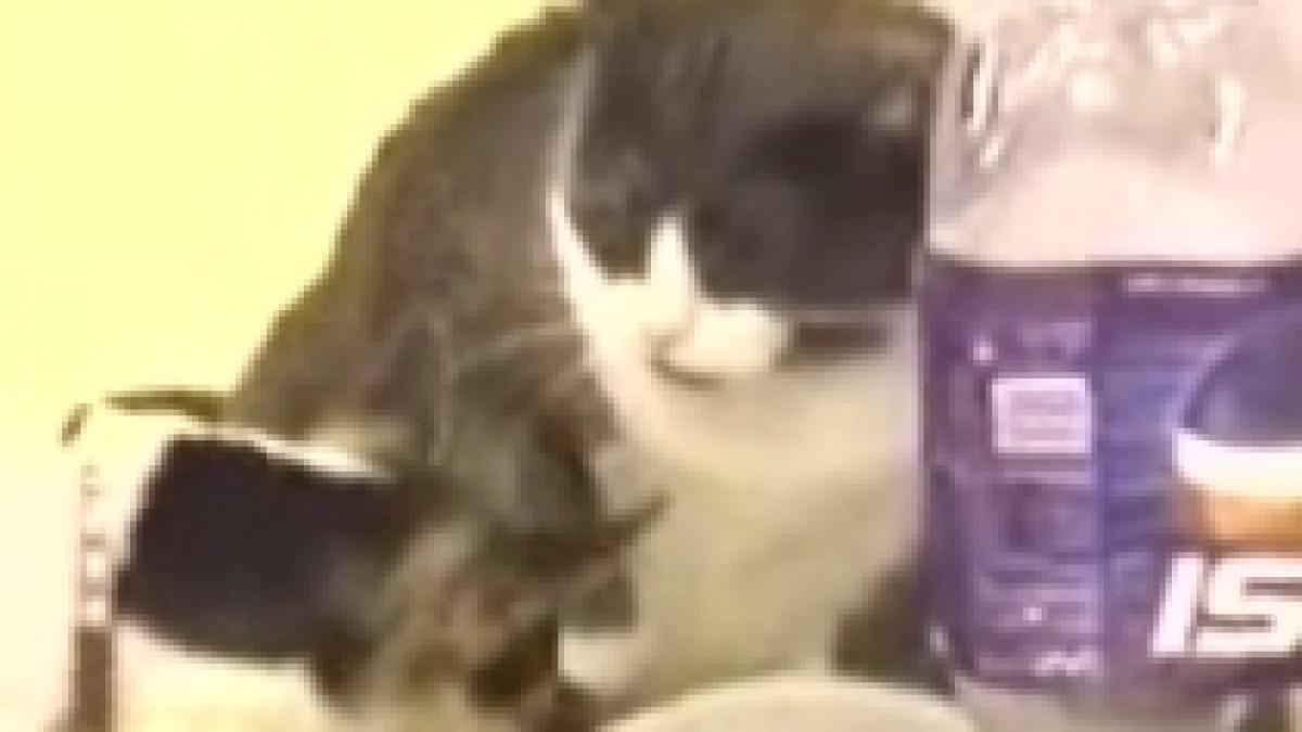 pisica seful in casa o felina tine la respect un catel video