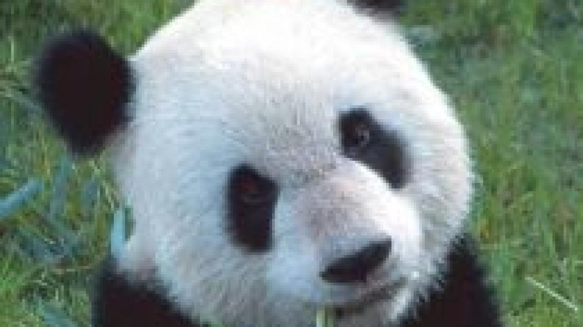 ursii panda ar putea disparea in doua sau trei generatii