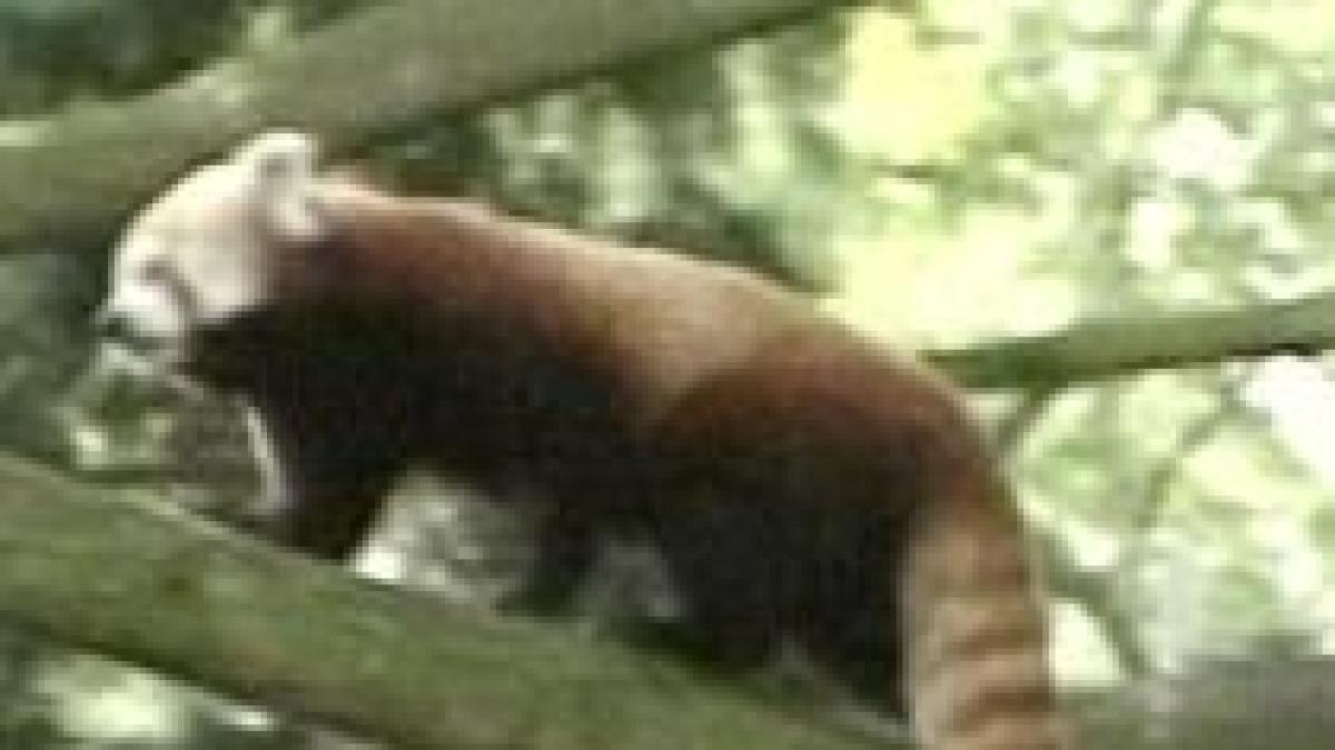 urs panda cu blana rosie la gradina zoologica din varsovia video