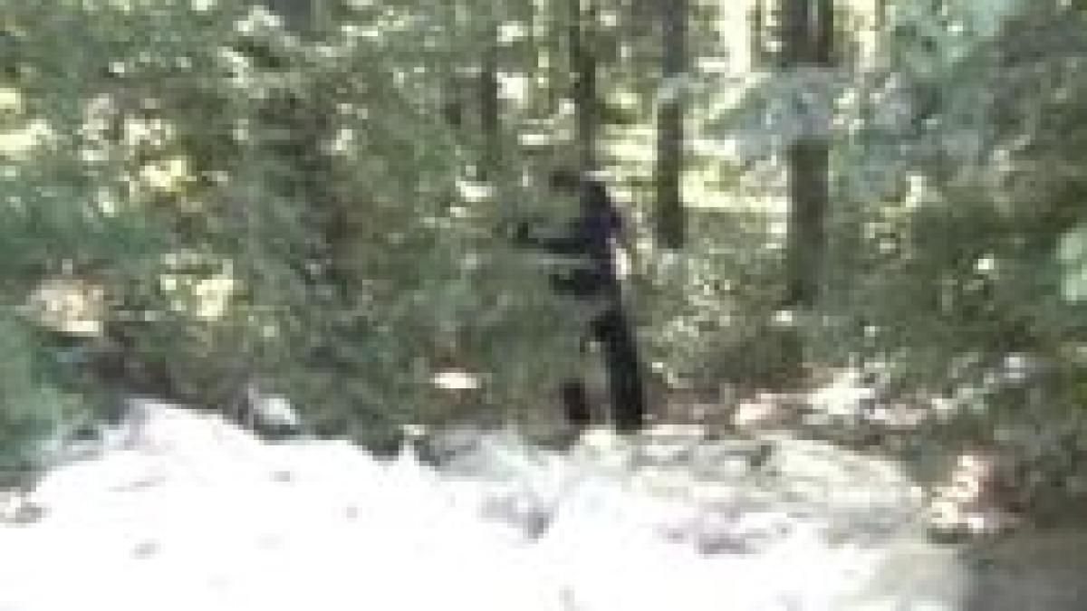 cateva sute de kilograme de carne tocata aruncate intr o padure de langa bacau video