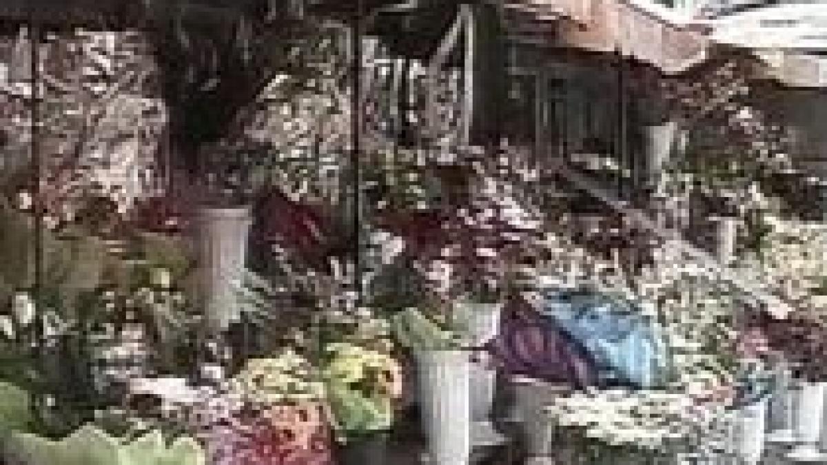 craiova dupa luminite de craciun primaria vrea sa cumpere crini imperiali si frezii olandeze video