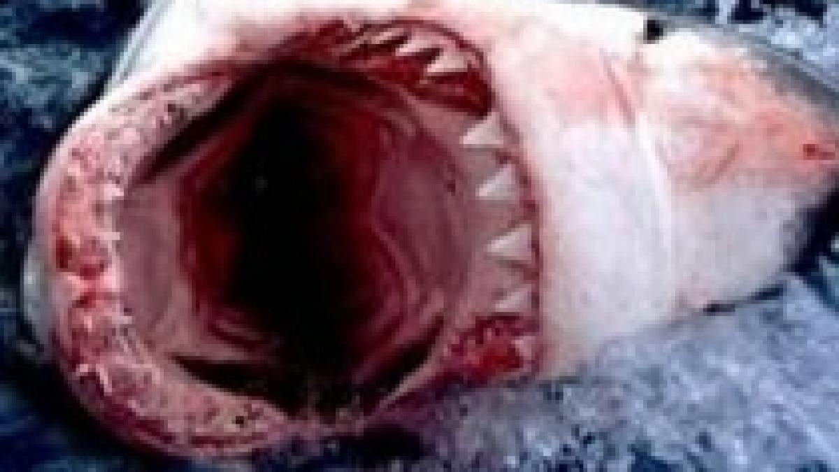 alerta pe o plaja franceza doi rechini observati de turisti la 20 de metri de tarm