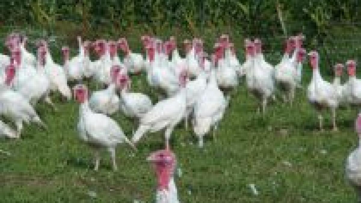 chile a anuntat primul caz de transmitere a virusului a h1n1 de la om la pasari