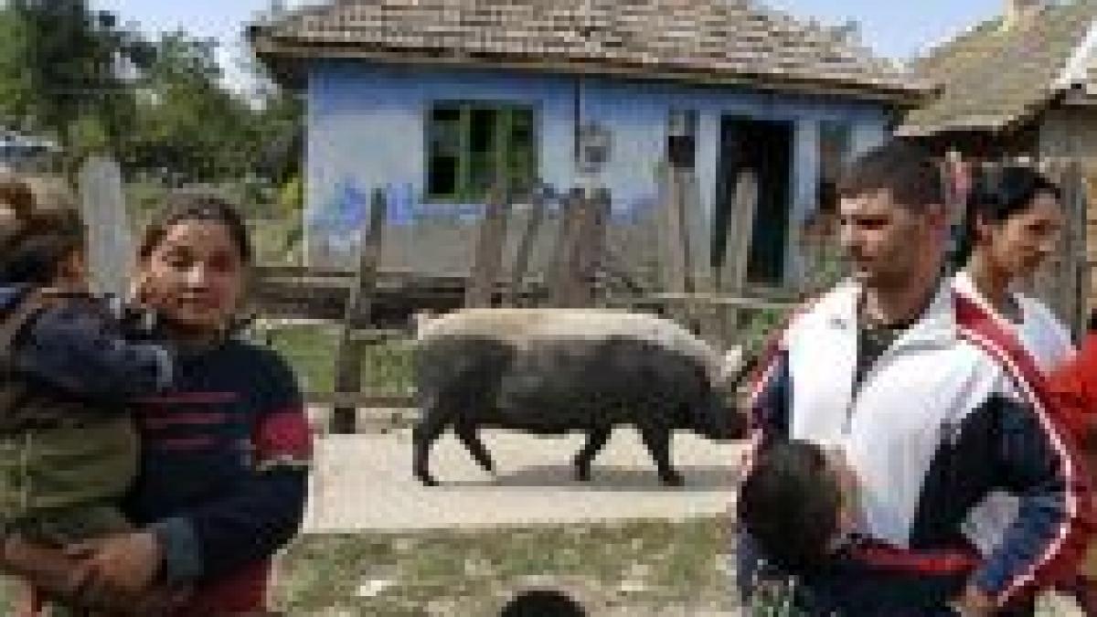 ancheta la tandarei demarata de politia britanica