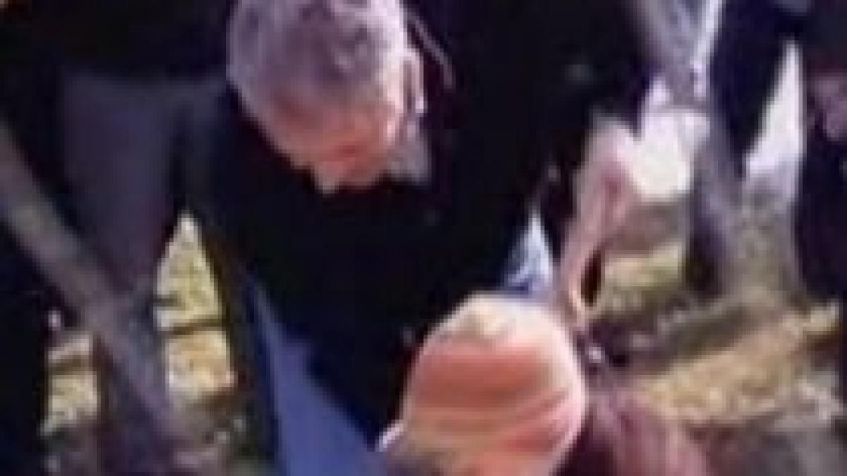 platanii fostului primar videanu pe cale de disparitie video