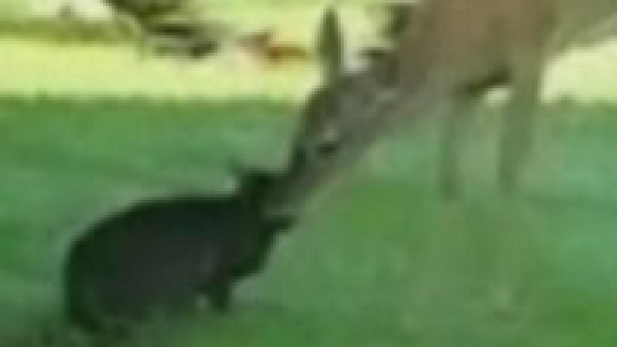 prietenie neobisnuita la o gradina zoologica din florida video