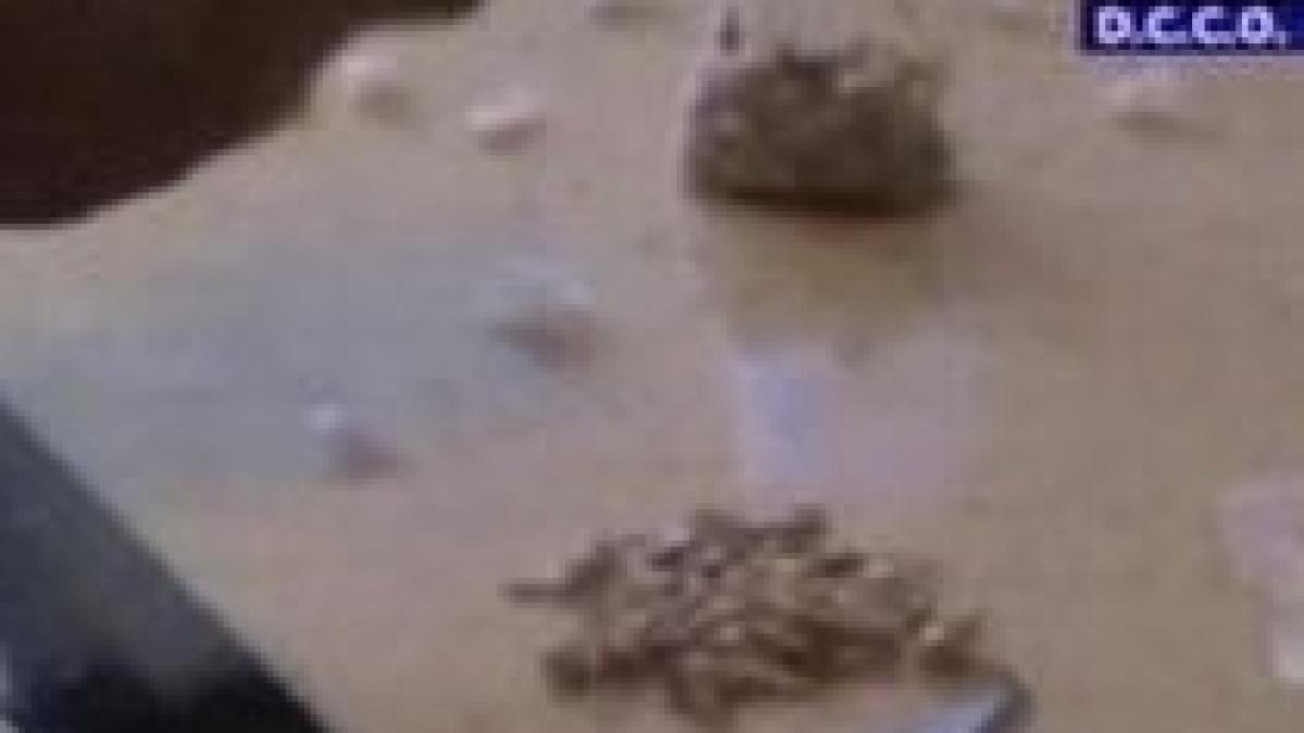 argentina si mexicul nu mai pedepsesc cu inchisoarea consumul sau detinerea unor cantitati mici de