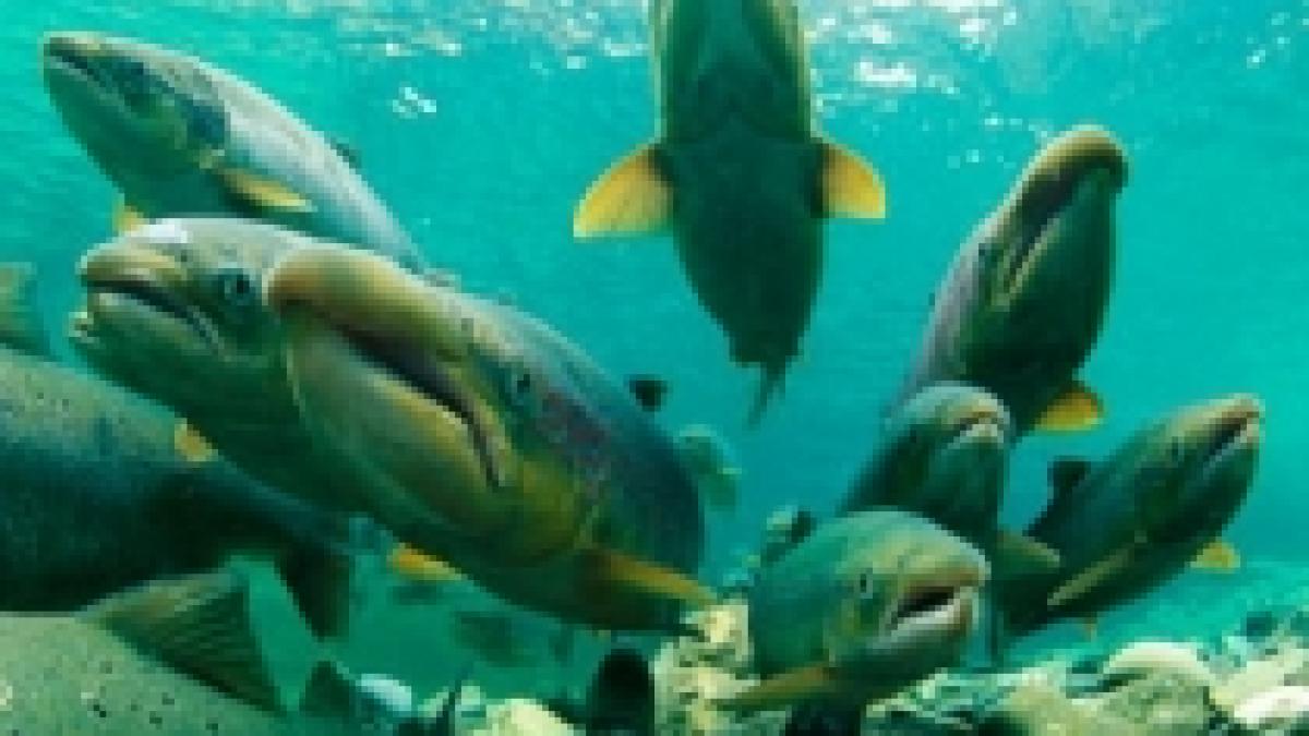 somonii s au intors in apele senei dupa ce fluviul a fost curatat