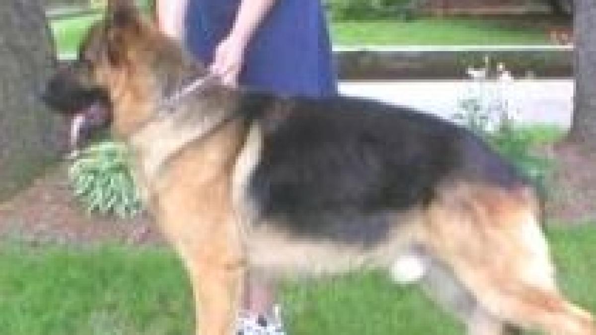 virusul gripei canine ii ingrijoreaza pe veterinarii americani