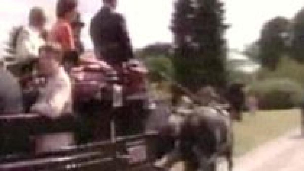 accident neobisnuit in belgia doua calesti s au ciocnit dupa ce un cal a fost intepat de o insecta