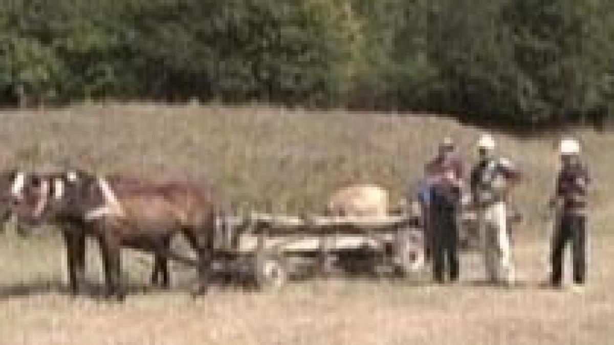 bacau o femeie a murit dupa ce a fost atacata de un roi de viespi video