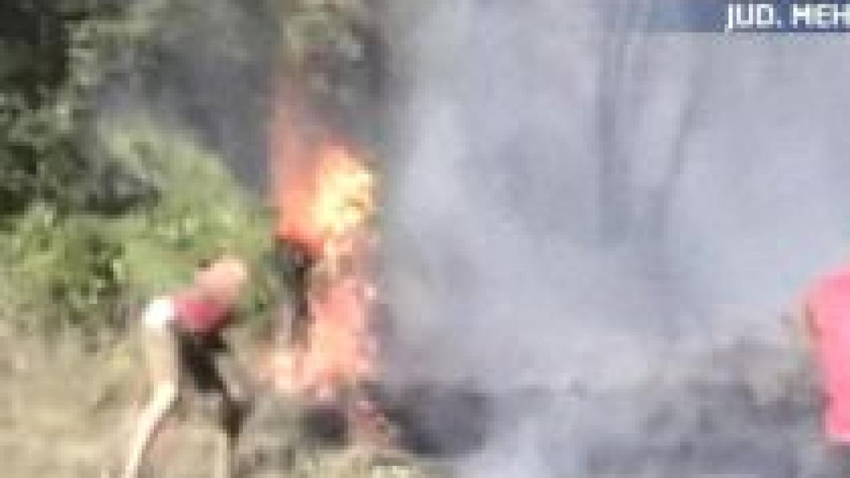 incendiu de vegetatie in judetul mehedinti peste 50 de hectare de vie si culturi au ars