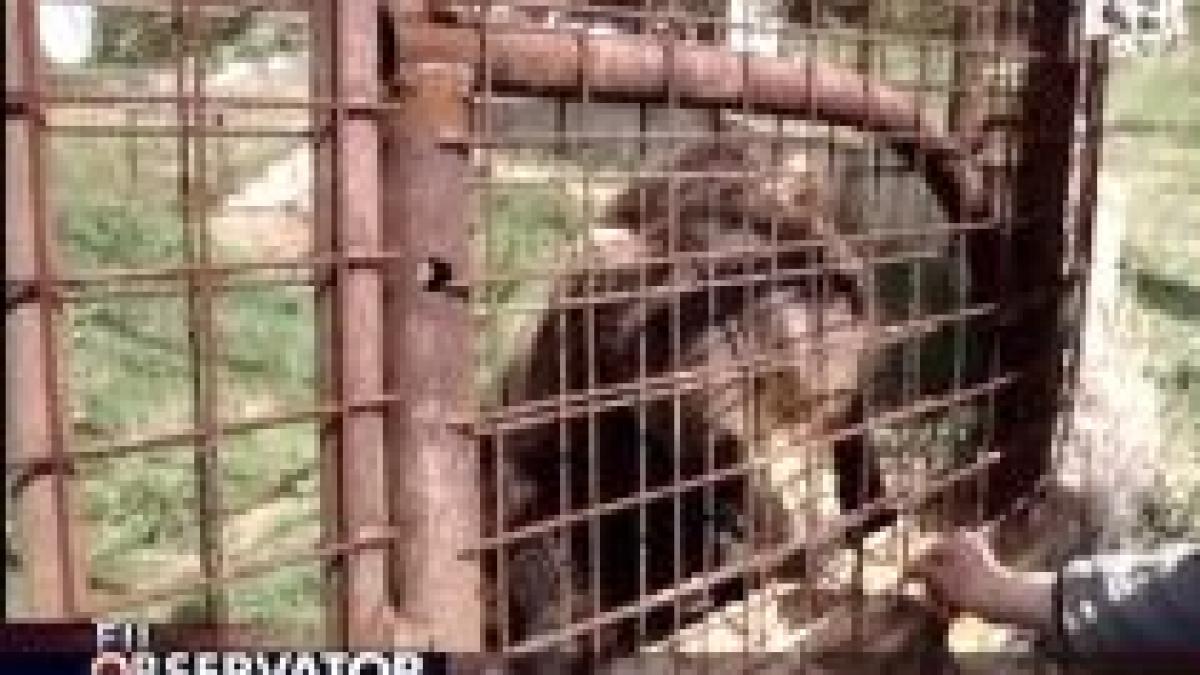 Un urs este vedeta unei parcări de tiruri din Alba (VIDEO)