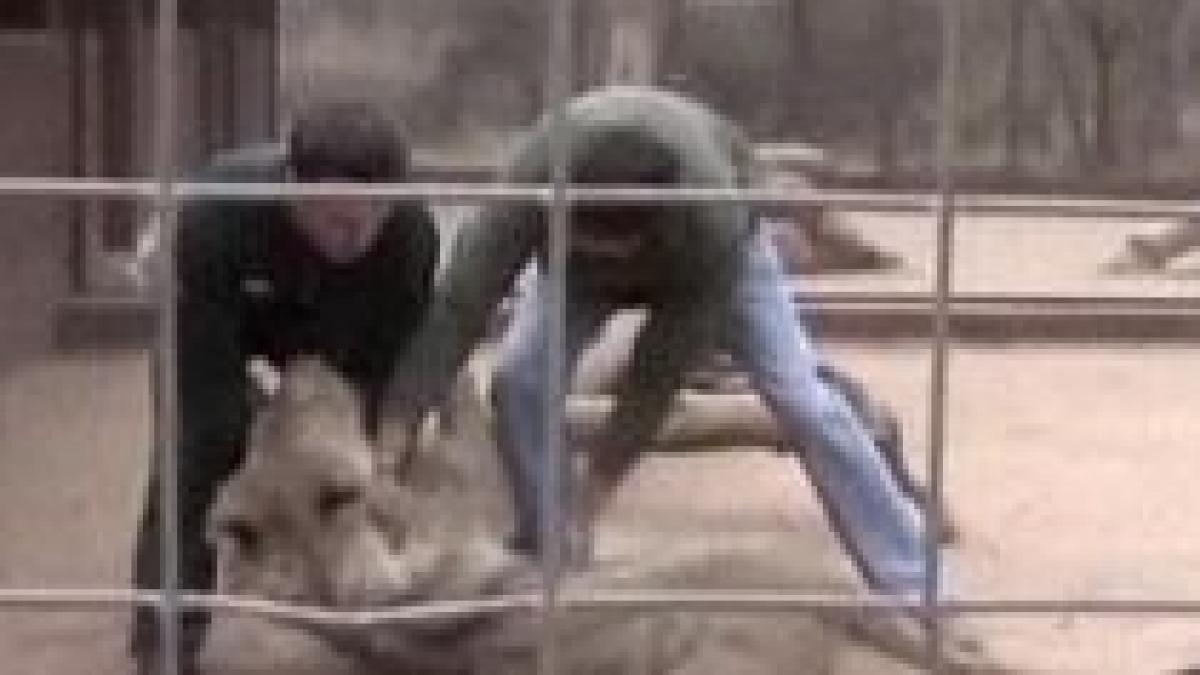 a vrut sa se joace cu un leu si s a ales cu muscaturi si rani pe tot corpul video