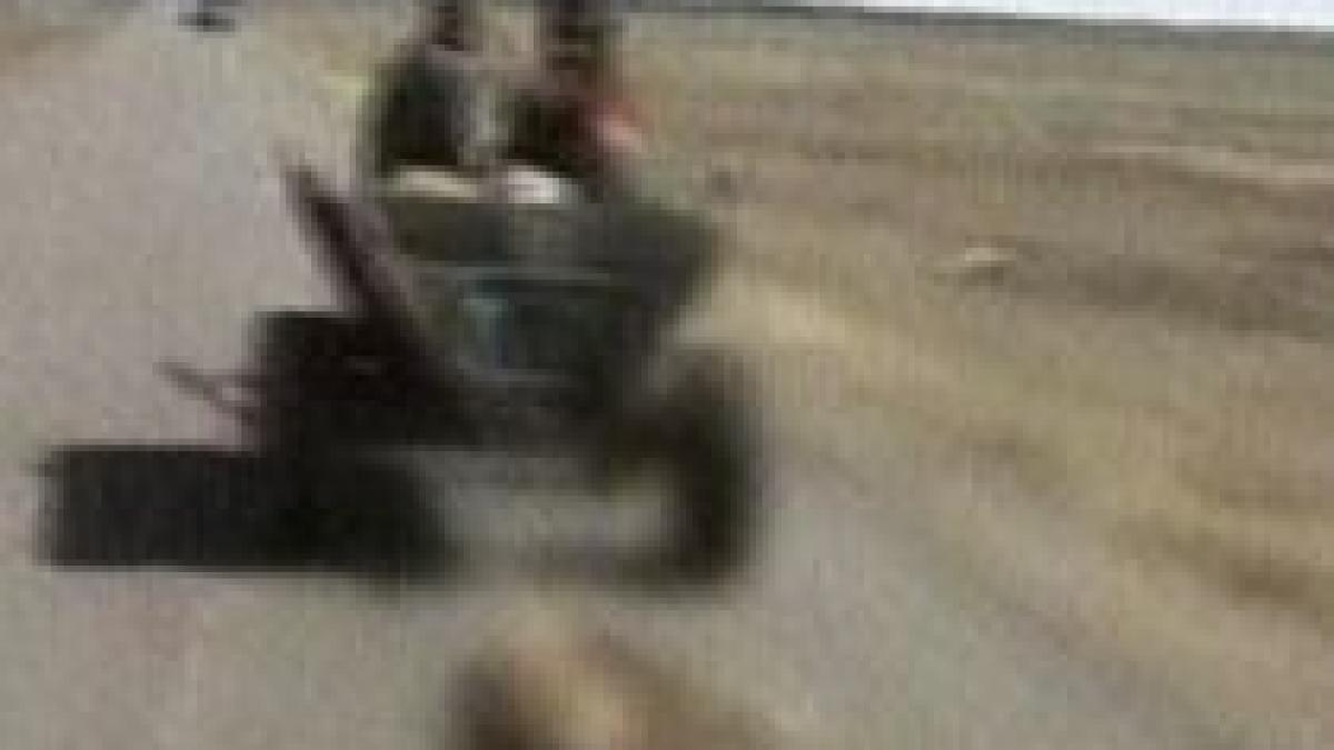 cadavrele a doi caini tarate cu o caruta in braila imagini socante